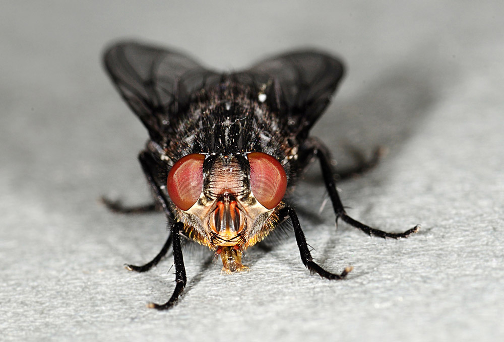 Sarcophagidae?